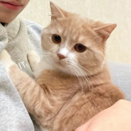 对象是猫咪情侣头像