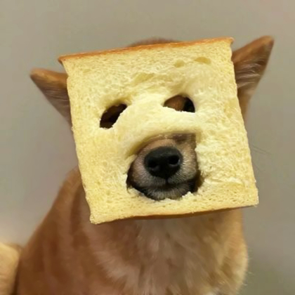 小动物情侣头像呆萌一对
