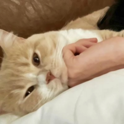 对象是猫咪情侣头像
