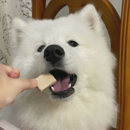 狗狗情侣头像超萌一对