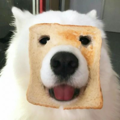 小动物情侣头像呆萌一对