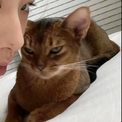 对象是猫咪情侣头像