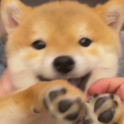 狗狗情侣头像超萌一对