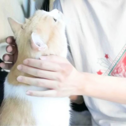 女朋友是猫情侣头像