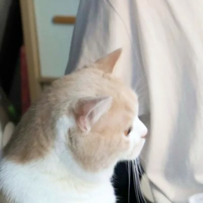女朋友是猫情侣头像