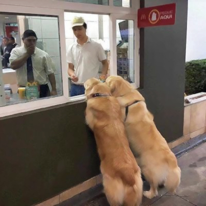 成双成对的情侣狗狗头像图片