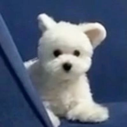 治愈可爱小狗头像