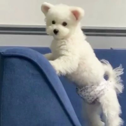 治愈可爱小狗头像