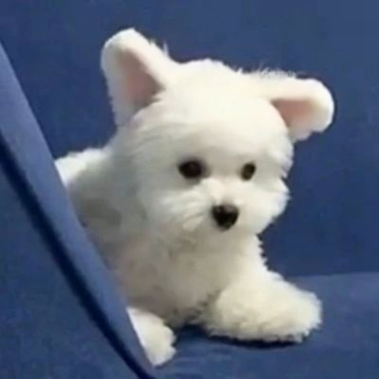 治愈可爱小狗头像
