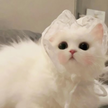 动物系列情侣头像
