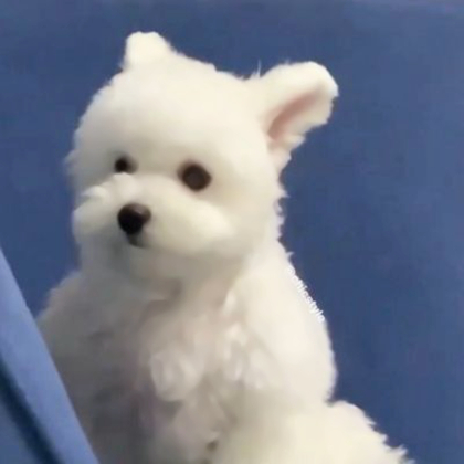 治愈可爱小狗头像