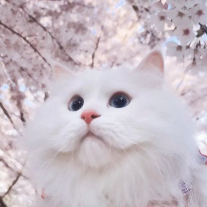 头像宠物可爱