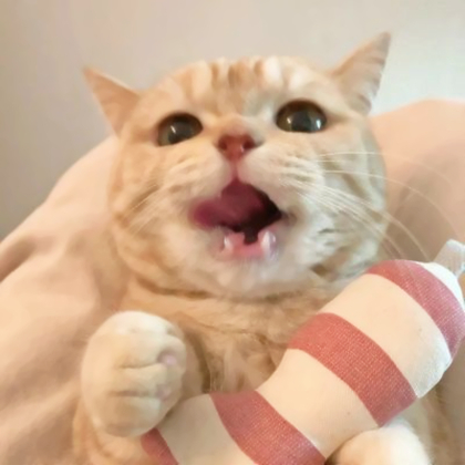 头像宠物可爱