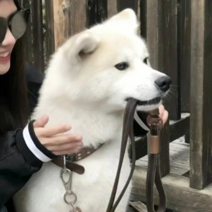 对象不是人的头像可爱女