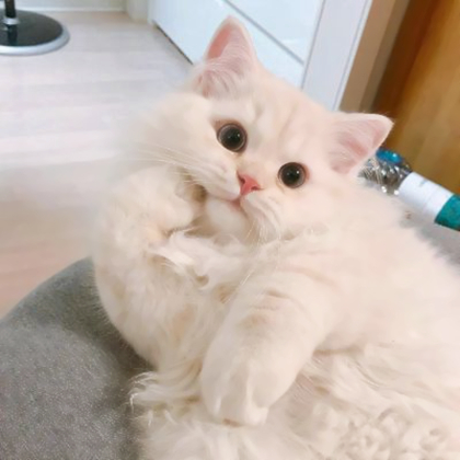 头像宠物可爱
