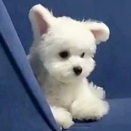 治愈可爱小狗头像