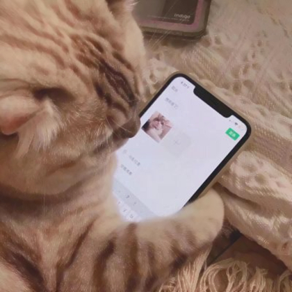 动物系列情侣头像