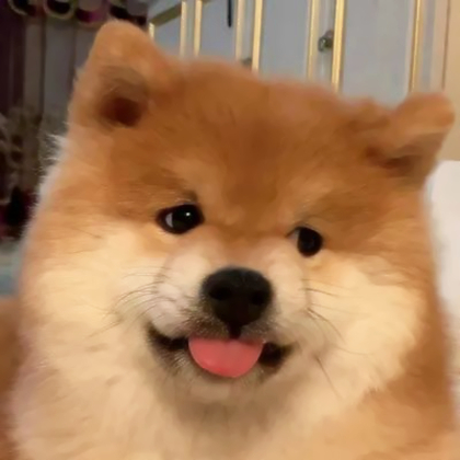 头像宠物可爱