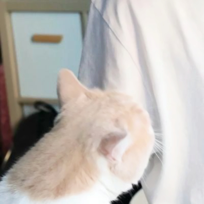 女朋友是猫情侣头像