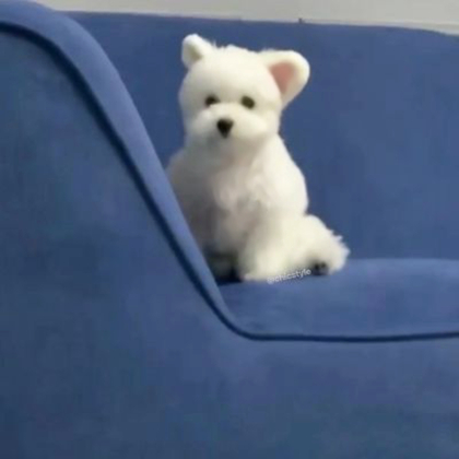 治愈可爱小狗头像