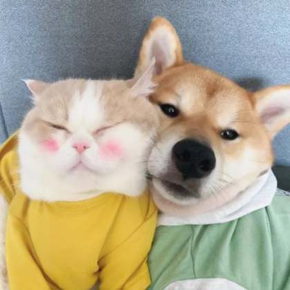 动物系列情侣头像