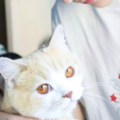 女朋友是猫情侣头像