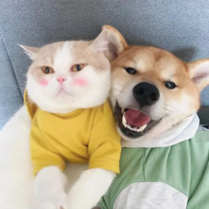 动物系列情侣头像