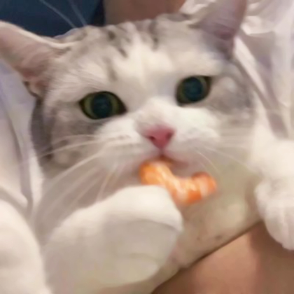 头像宠物可爱