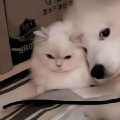 情侣头像真人对象是狗