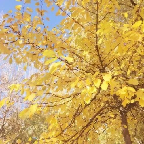 治愈心情的头像