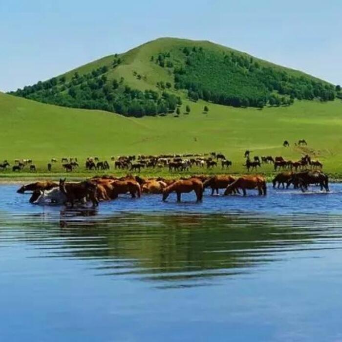 草原马群风景头像