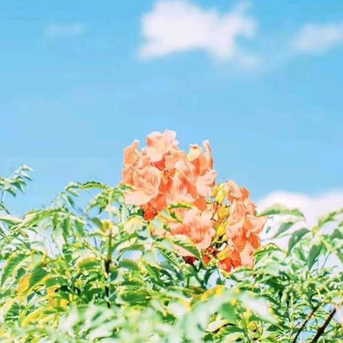 永不换的好看头像