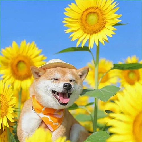 开心快乐微信头像