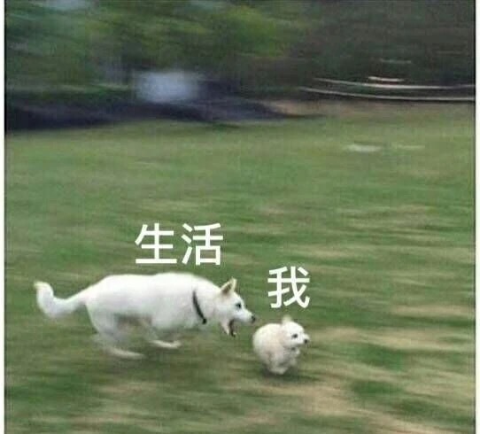 沙雕好玩有趣头像
