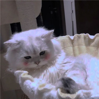 高级又沙雕的头像2025