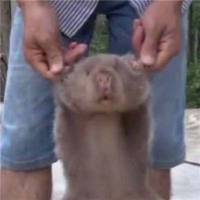 高级又沙雕的头像2025