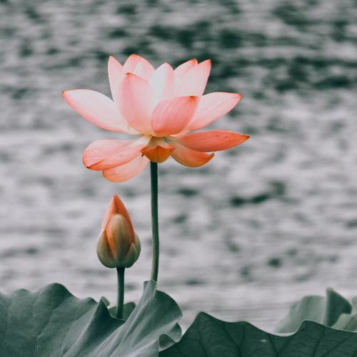 30一40岁成熟女人头像