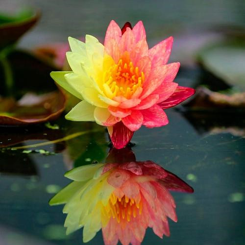 30一40岁成熟女人头像