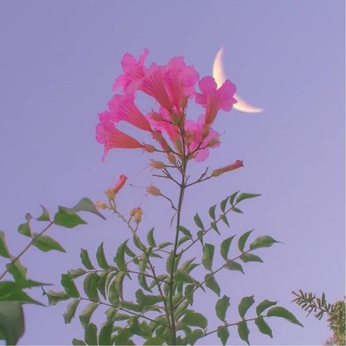 清新淡雅大自然风景微信头像图片高清好看