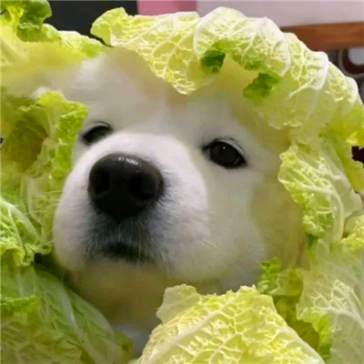 搞笑又好看的微信头像图片