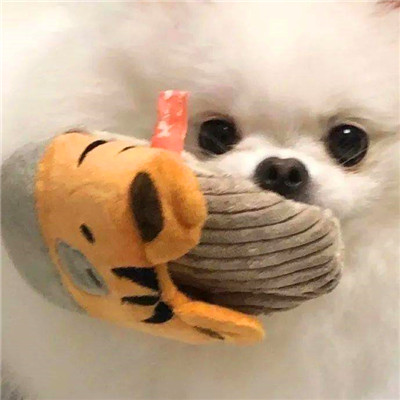 搞笑又好看的微信头像图片