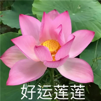 沙雕趣味头像图片