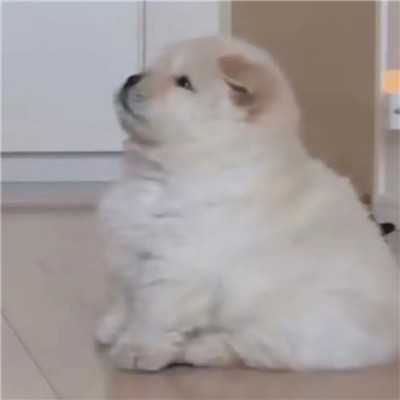 沙雕趣味头像图片