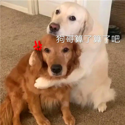 老六专属头像
