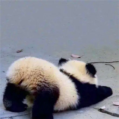 沙雕头像225张