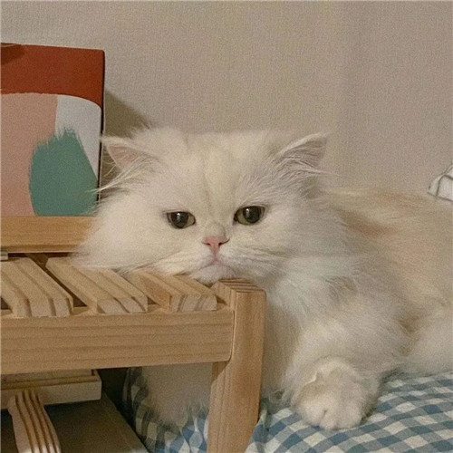 摆烂头像