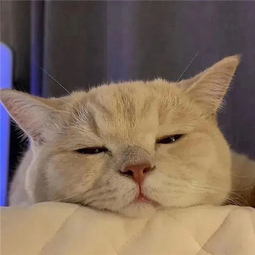摆烂头像