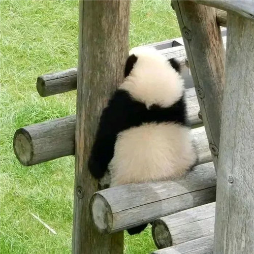 摆烂头像
