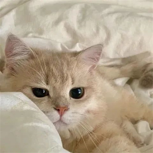 摆烂头像