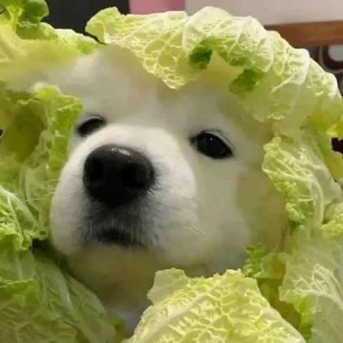 摆烂头像